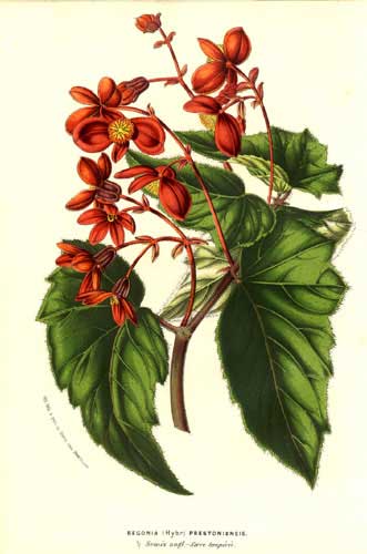 B. ‘Prestoniensis’
